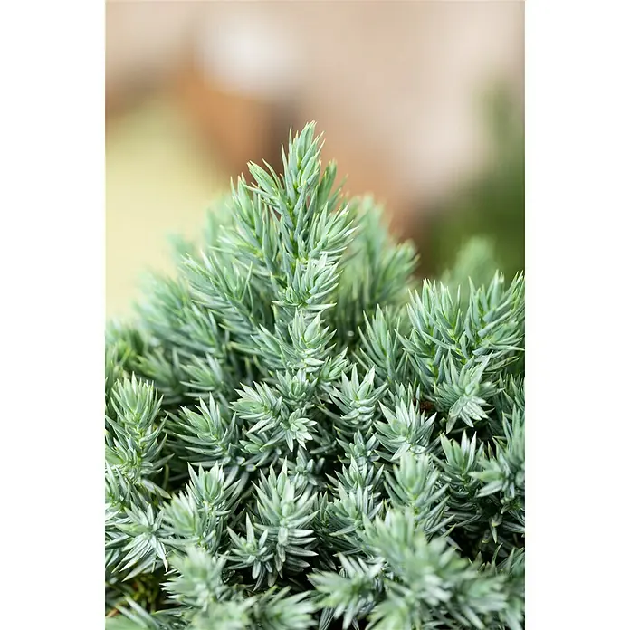 Piardino Koniferen-Mix Aufrecht - Coniferales Hybride, Topfgröße: 13 cm - Detailaufnahme