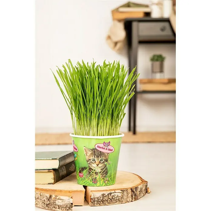 Piardino Katzengras - Topfgröße: 13 cm - Stimmungsaufnahme