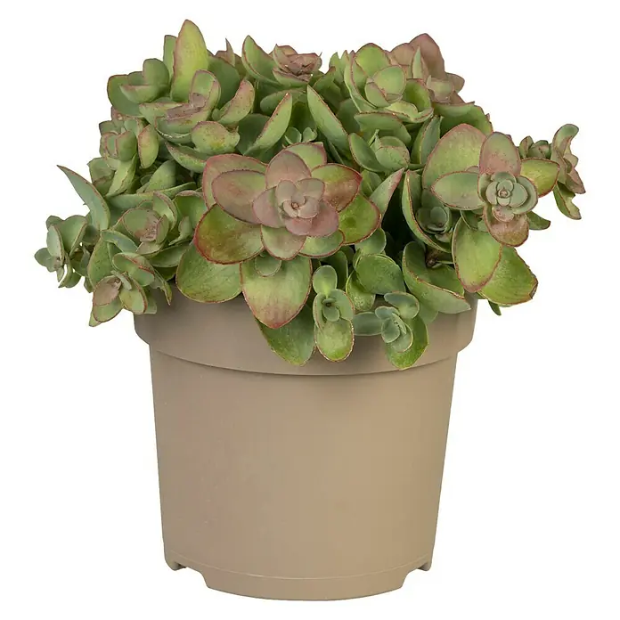 Piardino Garten-Fettblatt - Sedum hybride, Topfgröße: 15 cm - Vorderansicht