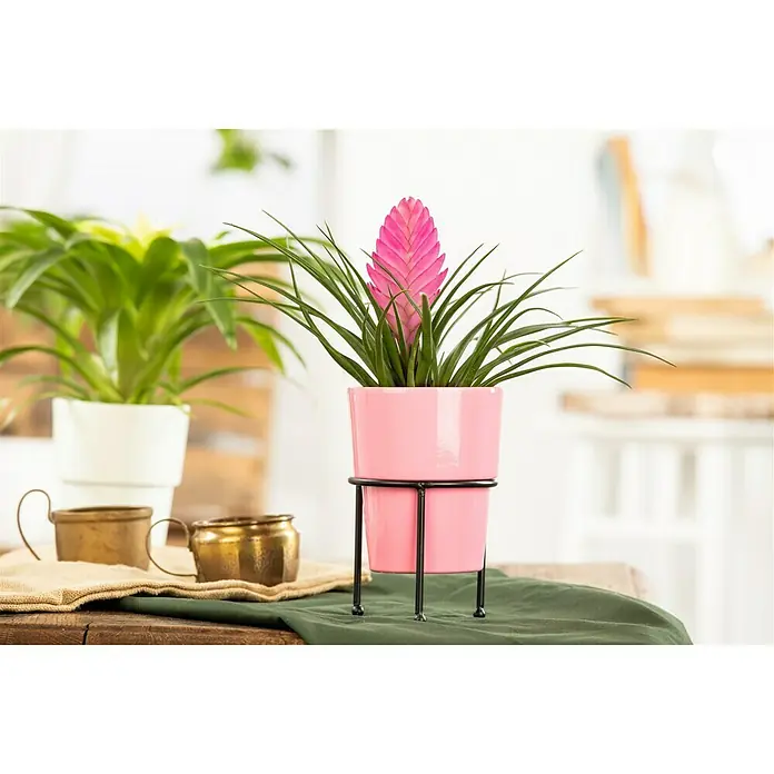 Piardino Bromelia - Bromelia Hybriden, Tamaño de maceta: 10 cm, Dependiendo de la variedad - Foto ambiente