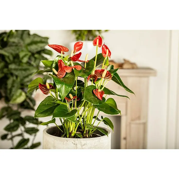 Piardino Flamingoblume - Topfgröße: 17 cm, Dunkelrot - Stimmungsaufnahme