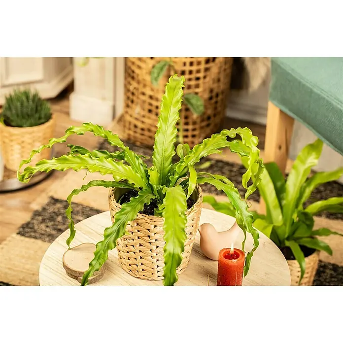 Piardino Nido de ave - Asplenium nidus 'Crispy Wave', Verde claro - Foto ambiente