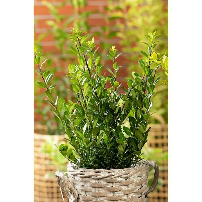 Piardino Bergilex Robustico - Ilex crenata 'Robustico' - Stimmungsaufnahme