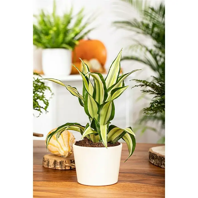 Piardino Drachenbaum Malaika - Dracaena fragrans Malaika, Gelb/Grün - Stimmungsaufnahme