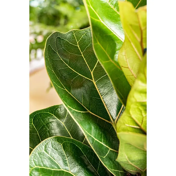 Piardino Geigenfeige Bambino - Ficus lyrata, Topfgröße: 12 cm - Detailaufnahme