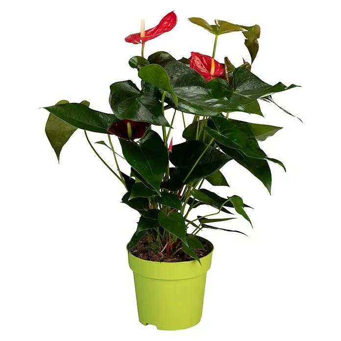 Piardino Flamingoblume - Anthurium andreanum, Topfgröße: 17 cm, Rot - Vorderansicht