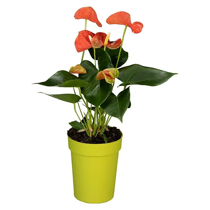Piardino Flamingoblume - Anthurium andreanum, Topfgröße: 12 cm, Orange/Gelb - Vorderansicht