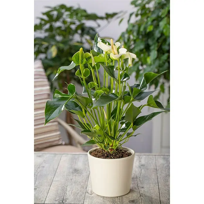 Piardino Flamingoblume - Anthurium andreanum, Topfgröße: 12 cm, Orange/Gelb - Stimmungsaufnahme