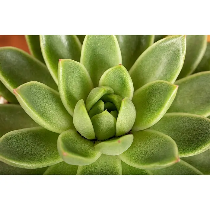 Piardino Echeverie - Echeveria agavoides Miranda, Topfgröße: 12 cm, Blattfarbe: Dunkelgrün - Detailaufnahme