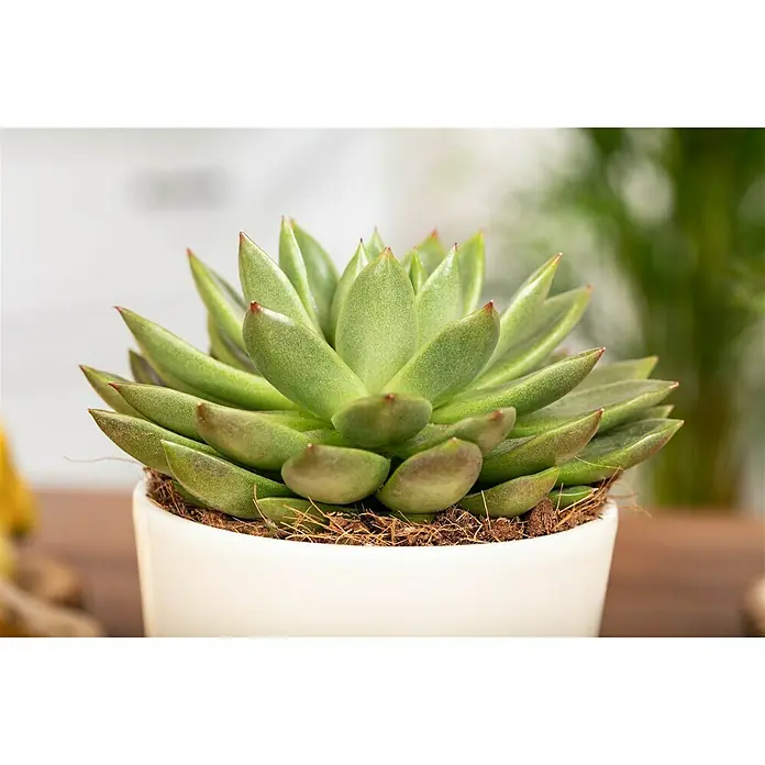 Piardino Echeverie - Echeveria agavoides Miranda, Topfgröße: 12 cm, Blattfarbe: Dunkelgrün - Stimmungsaufnahme