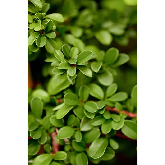 Piardino Teppichmispel Radicans - Cotoneeaster dammeri radicans, Topfgröße: 9 cm, Weiß - Detailaufnahme