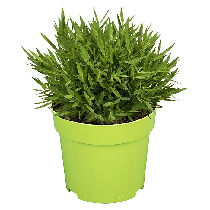Piardino Zimmerbambus Monica - Pogonatherum panicum 'Monica', Topfgröße: 12 cm - Vorderansicht