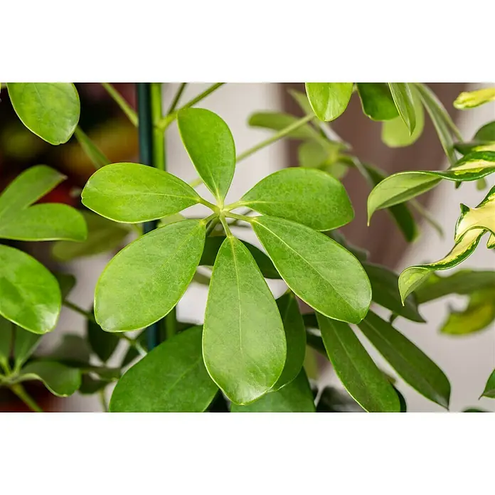 Piardino Strahlenaralie Nora - Schefflera abricola Nora, Topfgröße: 12 cm, Grün - Detailaufnahme