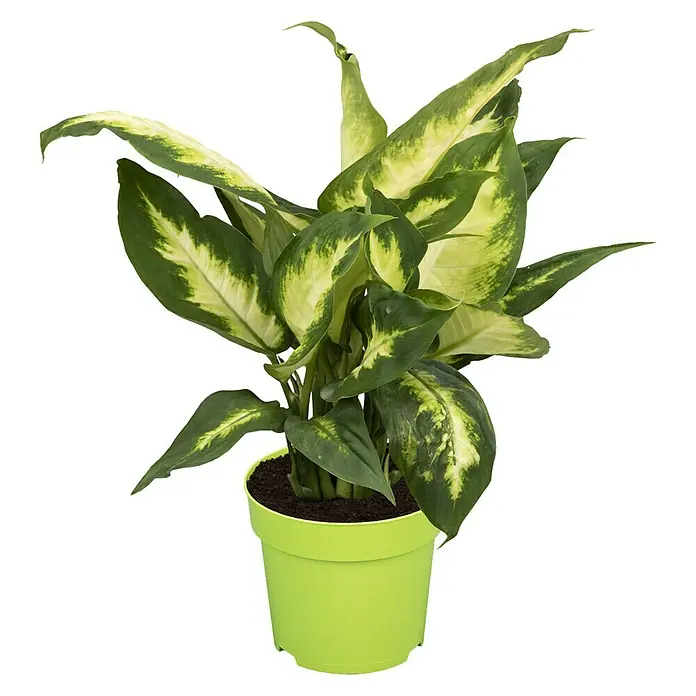 Piardino Dieffenbachie - Dieffenbachia maculata, Topfgröße: 12 cm, Bunt - Vorderansicht