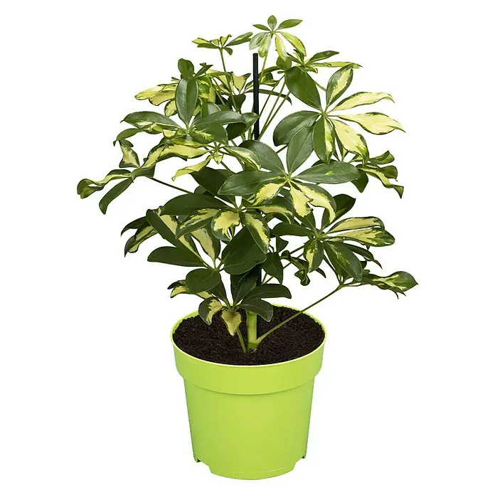 Piardino Strahlenaralie Gerda - Schefflera arboricola, Topfgröße: 12 cm, Grün/Weiß - Vorderansicht