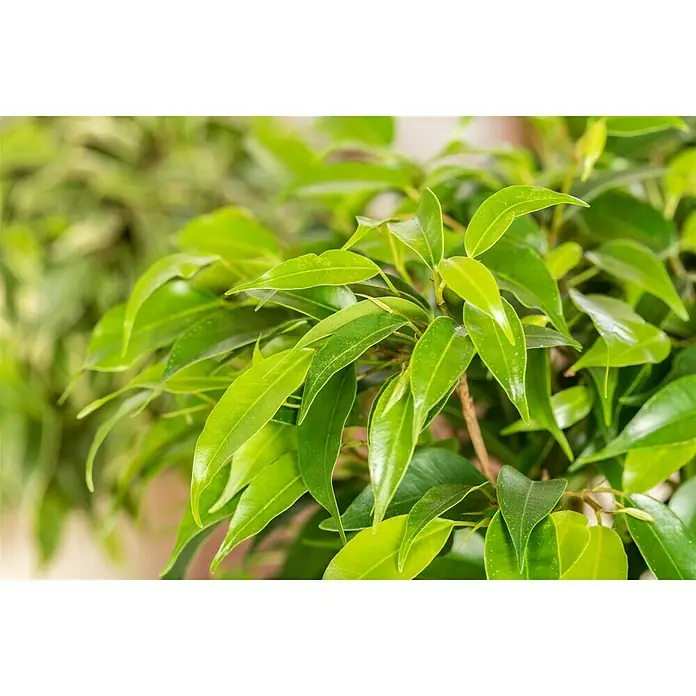 Piardino Birken-Feige - Ficus benjamina 'Nastasja', Topfgröße: 12 cm - Detailaufnahme