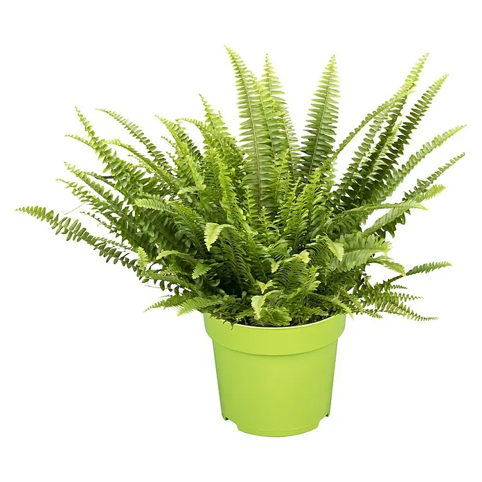 Piardino Schwertfarn - Nephrolepis exaltata, Topfgröße: 17 cm, Mittelgrün - Vorderansicht