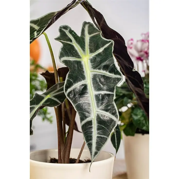 Piardino Pfeilblatt - Alocasia amazonica, Topfgröße: 12 cm - Detailaufnahme