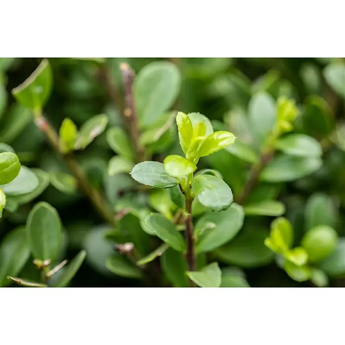 Bergilex Robustico - Ilex crenata 'Robustico', Weiß - Detailaufnahme