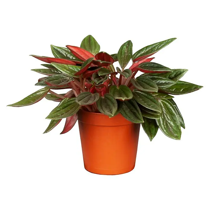 Piardino Zwergpfeffer - Peperomia, Topfgröße: 6 cm - Vorderansicht