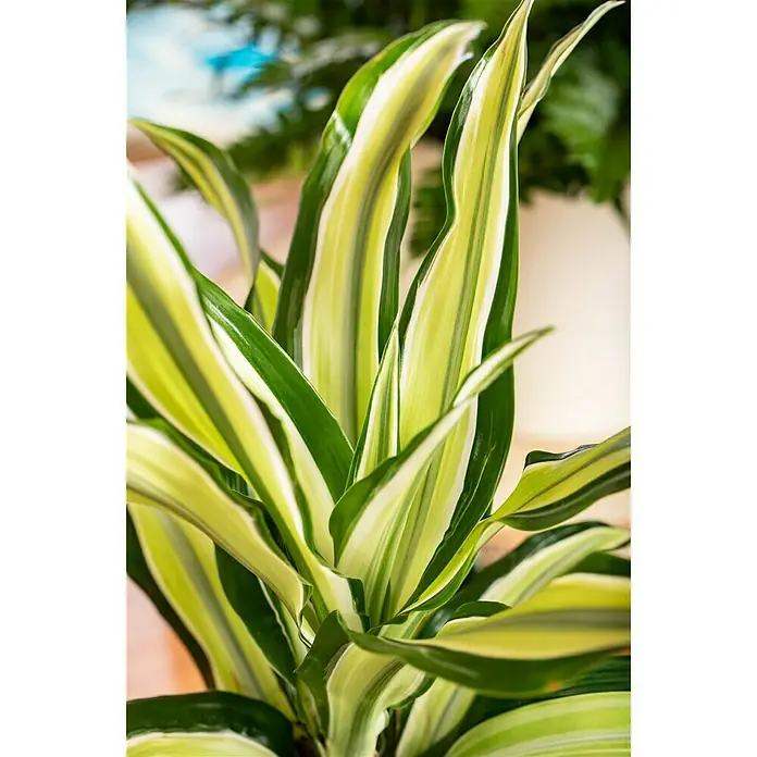 Piardino Drachenbaum Malaika - Dracaena fragrans Malaika, Gelb/Grün - Detailaufnahme