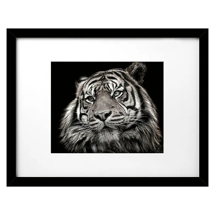 Cuadro Tigre - Tiger, An x Al: 40 x 30 cm