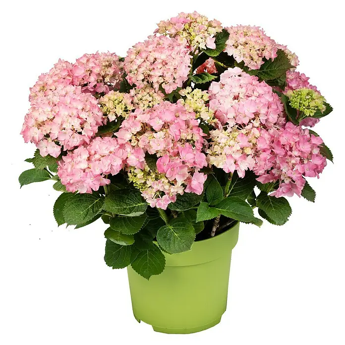 Piardino Bauernhortensie - Hydrangea macrophylla, Hellrosa - Vorderansicht