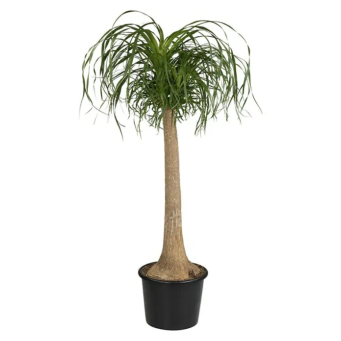Piardino Elefantenfuß - Beaucarnea recurvata, Topfgröße: 32 cm - Vorderansicht