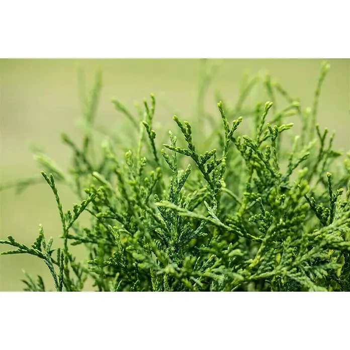 Piardino Koniferen-Mix - Chamaecyparis, Juniperus, Thuja, Topfgröße: 13 cm - Detailaufnahme