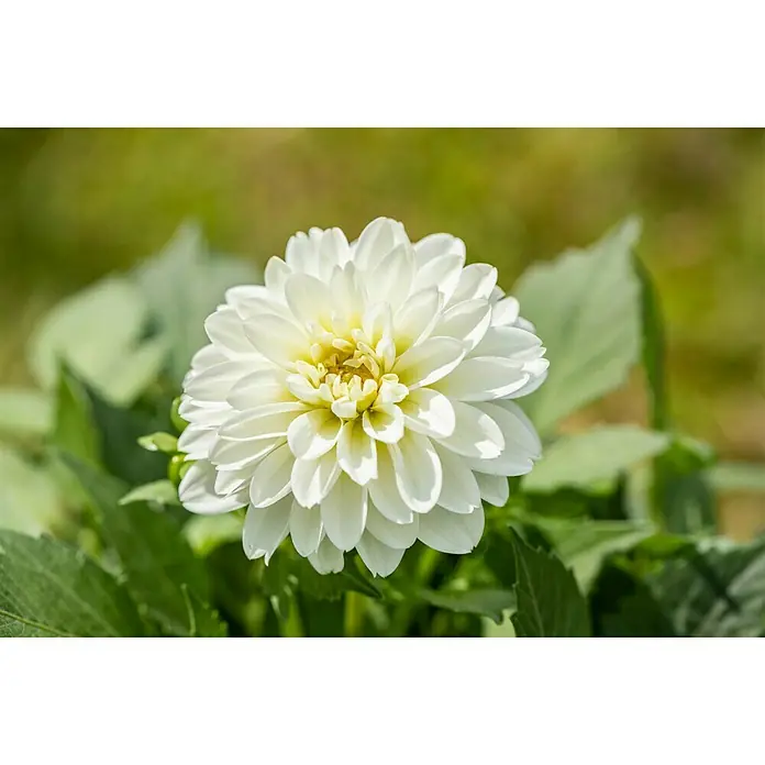 Piardino Dahlie - Dahlia, Topfgröße: 13 cm - Detailaufnahme
