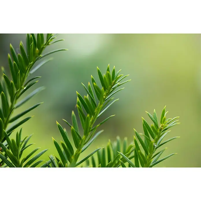 Piardino Koniferen-Mix - Chamaecyparis, Juniperus, Thuja, Topfgröße: 13 cm - Detailaufnahme