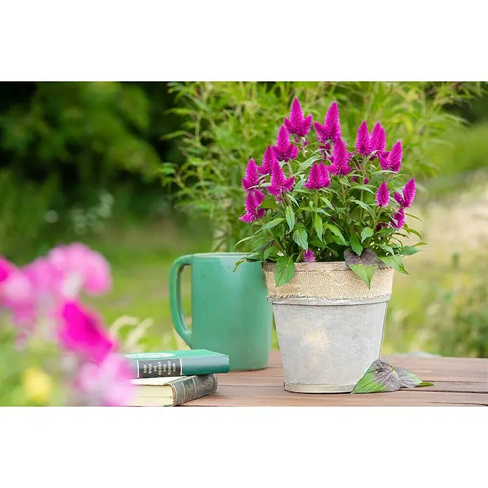Piardino Celosía - Celosia argentea var. plumosus, Tamaño de maceta: 14 cm - Foto ambiente