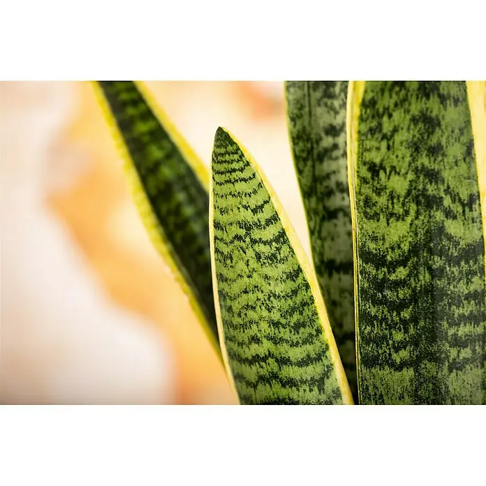 Piardino Bogenhanf - Sansevieria trifasciata, Topfgröße: 17 cm, Blattfarbe: Gelb/Grün - Detailaufnahme