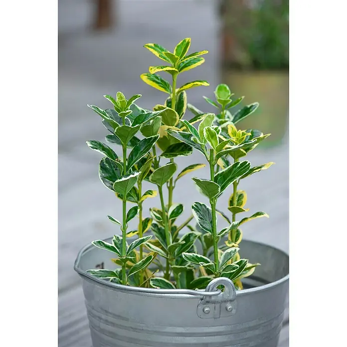 Piardino Evónimo Compacto - Euonymus japonicus, Verde - Foto ambiente