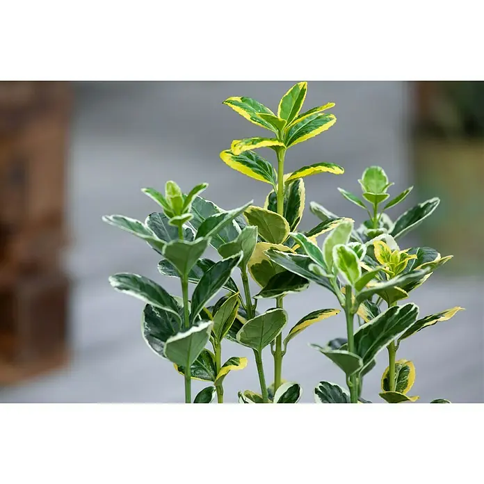 Piardino Evónimo Compacto - Euonymus japonicus, Verde - Primer plano