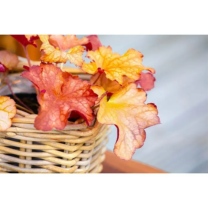 Piardino Purpurglöckchen - Heuchera Hybride, Topfgröße: 13 cm, Rot - Stimmungsaufnahme