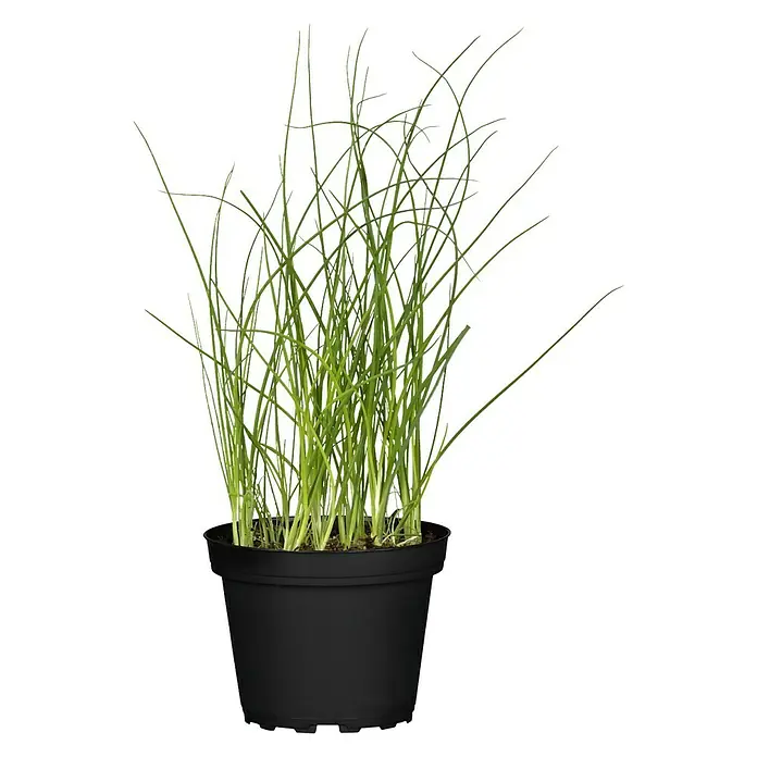 Cebollino - Allium schoenoprasum, Tamaño de maceta: 11 cm, Cosecha: Abril - Septiembre - Vista frontal