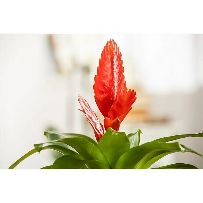 Piardino Bromelia - Bromelia Hybriden, Tamaño de maceta: 10 cm, Dependiendo de la variedad - Primer plano
