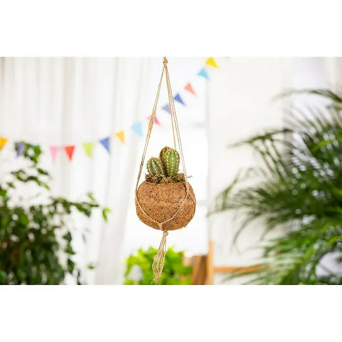 Piardino Kaktus Kokodama - Cactus, Topfgröße: 10 cm - Stimmungsaufnahme