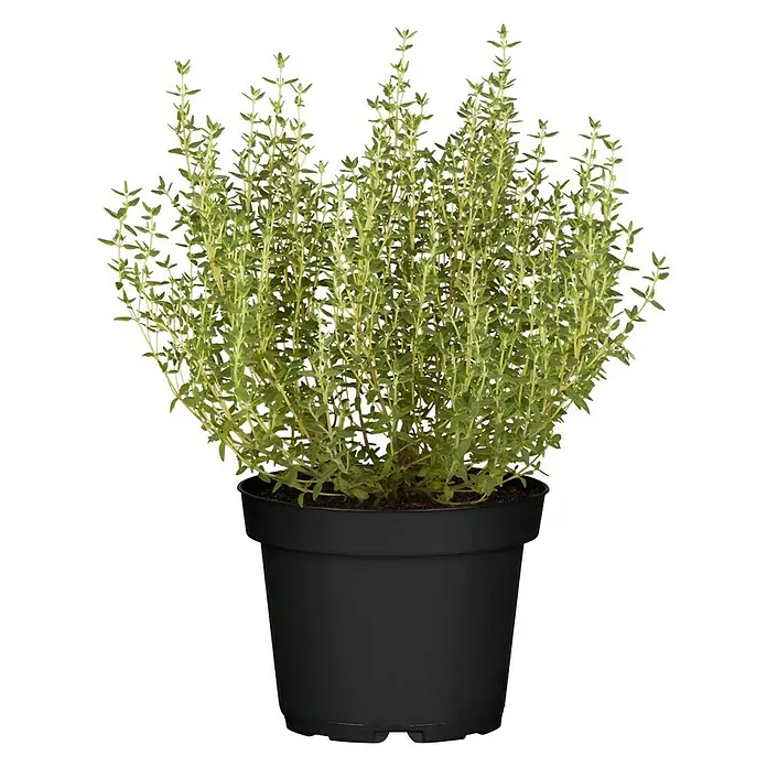 Blu Bio Echter Thymian - Thymus vulgaris - Vorderansicht