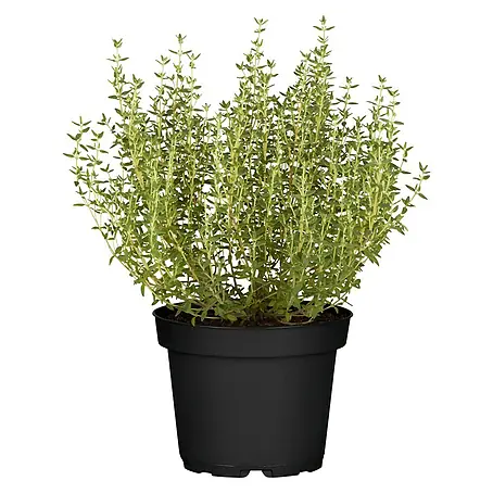 Blu Bio Echter Thymian