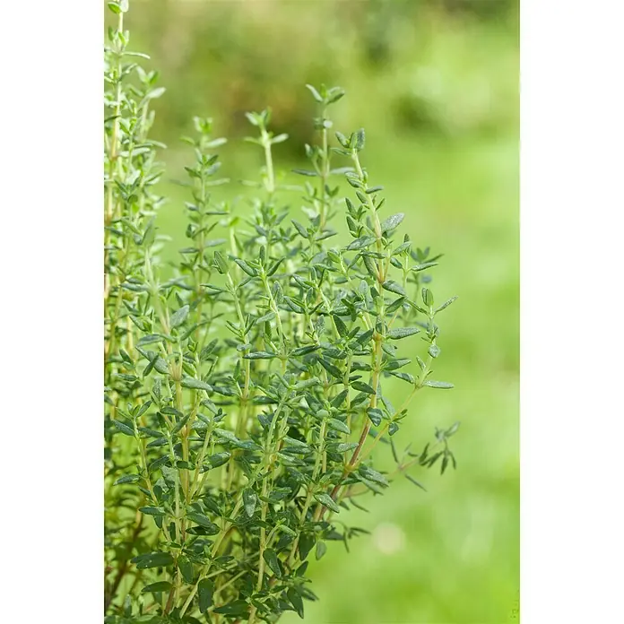 Blu Bio Echter Thymian - Thymus vulgaris - Stimmungsaufnahme