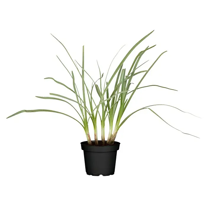 Blu Bio Knoblauch Gras - Allium sativum - Vorderansicht