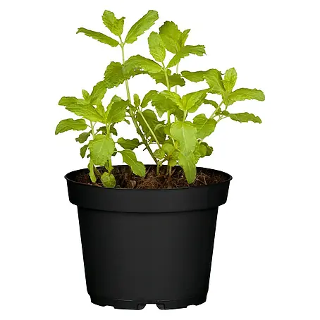 Blu Bio Marokkanische Minze
