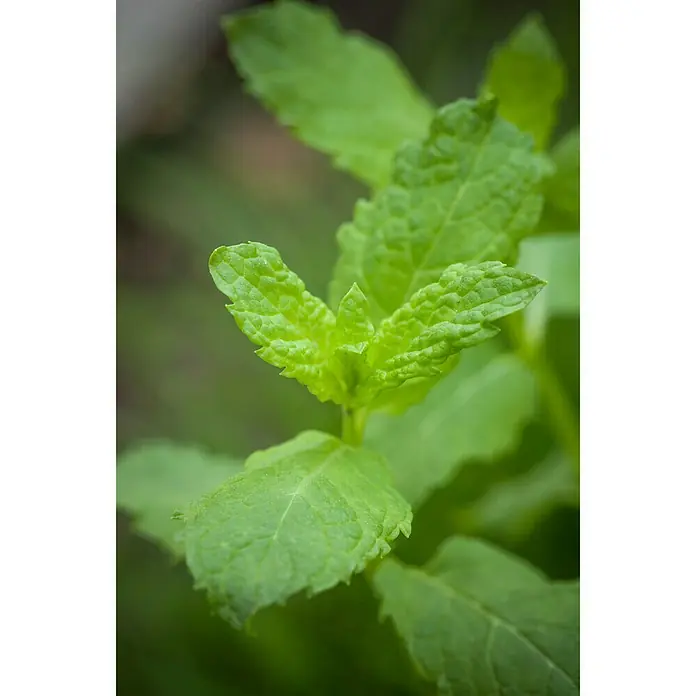 Blu Bio Marokkanische Minze - Mentha spicata Maraocco - Detailaufnahme