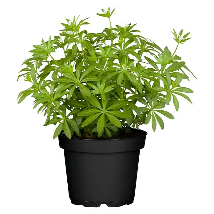 Blu Bio Waldmeister - Galium odoratum - Vorderansicht