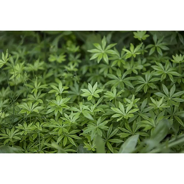 Blu Bio Waldmeister - Galium odoratum - Detailaufnahme