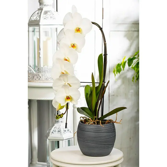 Piardino Schmetterlingsorchidee - Phalaenopsis Hybride, Topfgröße: 12 cm, Sortenabhängig - Stimmungsaufnahme