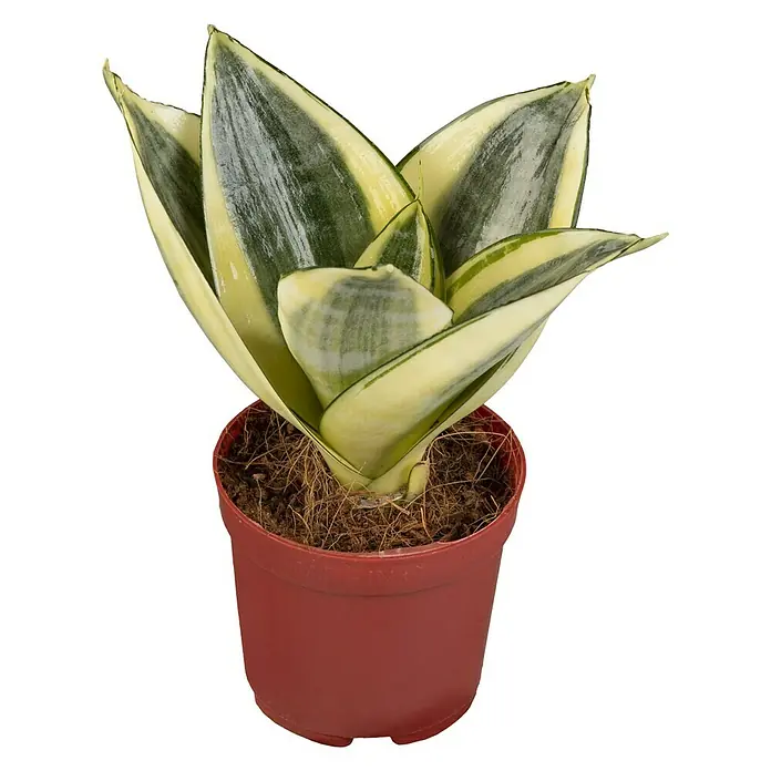 Piardino Bogenhanf Minis - Sansevieria, Topfgröße: 7 cm, Gelb-Grün - Vorderansicht