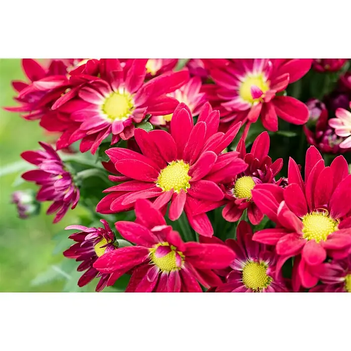Piardino Herbst-Chrysantheme Swifty - Dendranthema indicum Swifty, Topfgröße: 12 cm, Sortenabhängig, Rot - Detailaufnahme